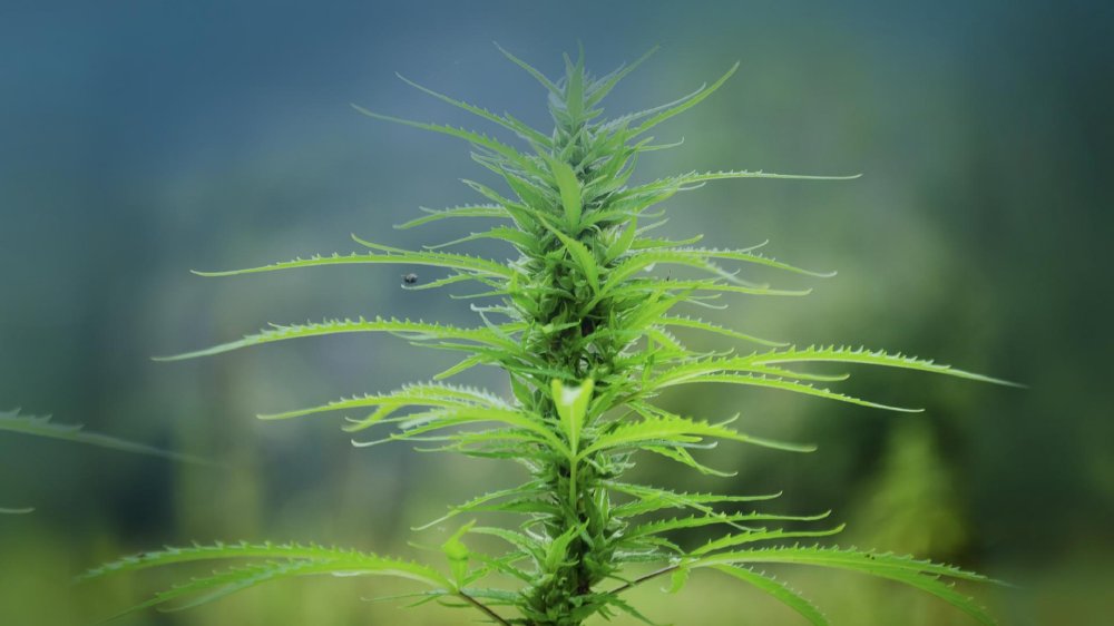 嘉泽新能在黑龙江投资成立绿色化工公司