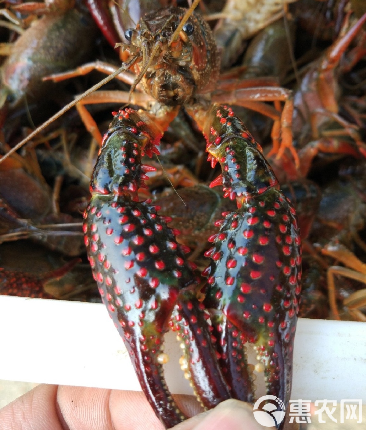 湖北潜江龙虾交易规模领跑全国 冷链物流支撑鲜活供应