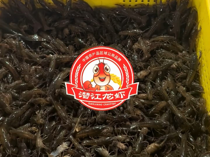 湖北潜江龙虾交易规模领跑全国 冷链物流支撑鲜活供应