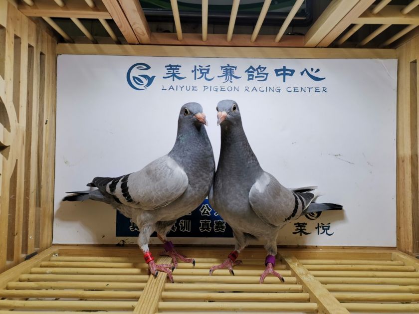 秦安股份7月11日龙虎榜数据