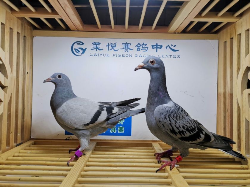 秦安股份7月11日龙虎榜数据