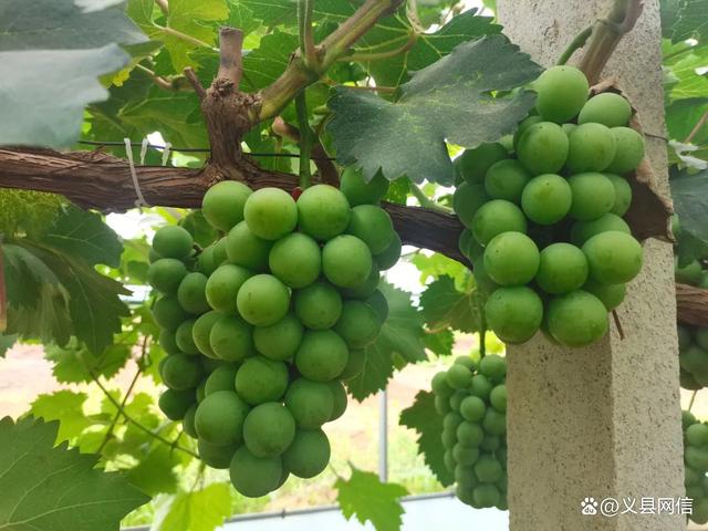 核筑匠心 绿满沽源——沽源铀业绘就绿色矿山高质量发展新画卷