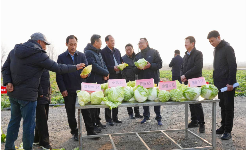 河北邯郸：电力赋能净菜产业提质增效